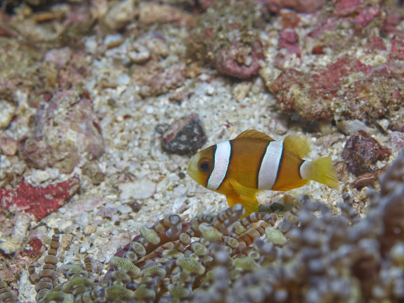 Clown Fish, La Laguna Point